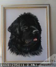 Фото: ньюфаундленд Sent Djons Tender Kiss of Elly (Сент Джонс Тендер Кисс оф Элли)