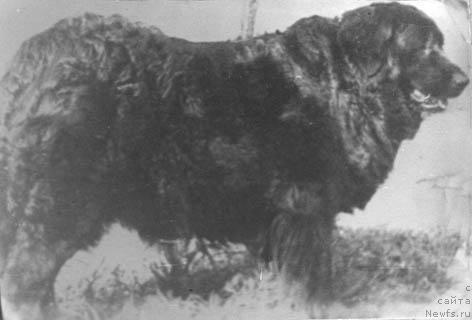 Фото: ньюфаундленд Tiss Bagri (Тисс Багри)