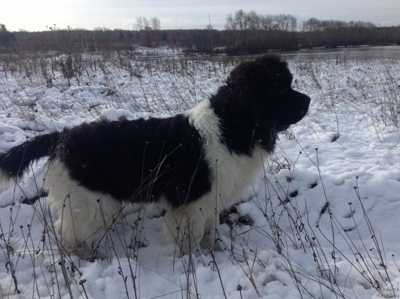 Фото: ньюфаундленд Akvian Song Kroun Royal (Аквиан Сонг Кроун Роял)