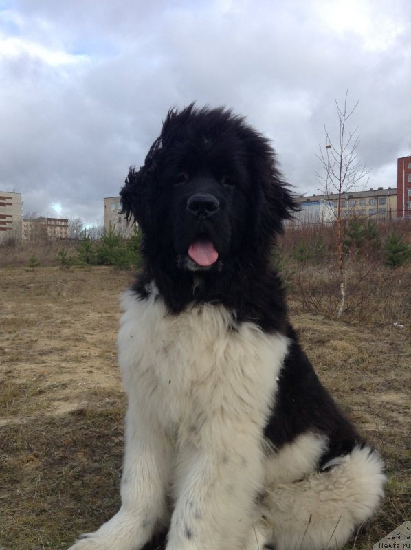 Фото: ньюфаундленд Akvian Song Kroun Royal (Аквиан Сонг Кроун Роял)