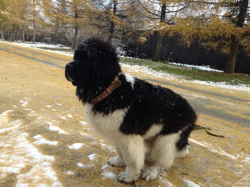 Фото: ньюфаундленд Akvian Song Kroun Royal (Аквиан Сонг Кроун Роял)