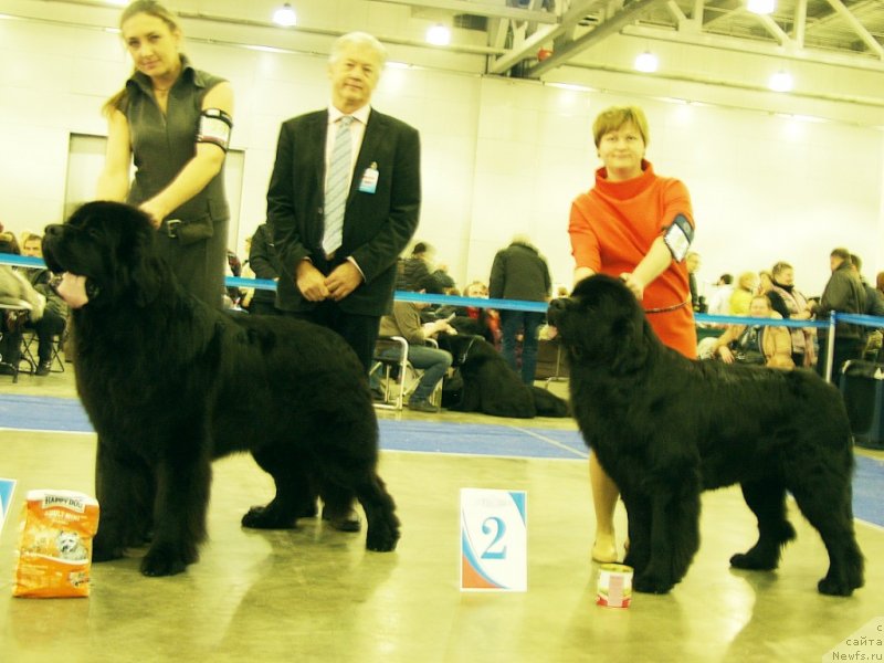 Фото: ньюфаундленд Rain Coast How can I Fall, Natal'ya Dubovskaya (Наталья Дубовская), ньюфаундленд Aquatoriya Kelvin Ten Strike (Акватория Келвин Тэн Страйк), Tat'yana Abutova (Татьяна Абутова)