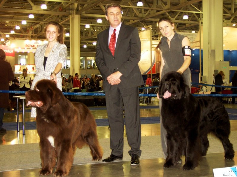 Фото: ньюфаундленд Aquatoriya Kelvin Rise After Me (Акватория Келвин Райз Афтэ Ми), ньюфаундленд Rain Coast How can I Fall, Natal'ya Dubovskaya (Наталья Дубовская)