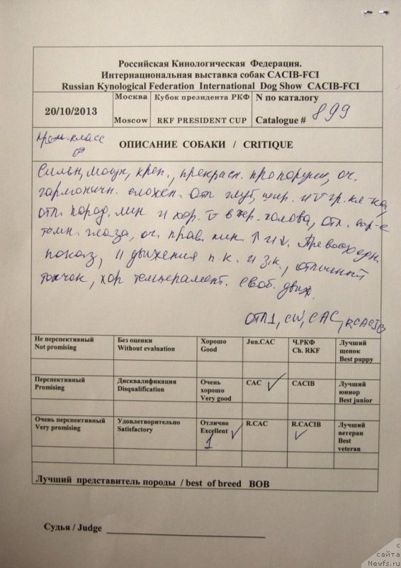 Фото: ньюфаундленд Rain Coast How can I Fall