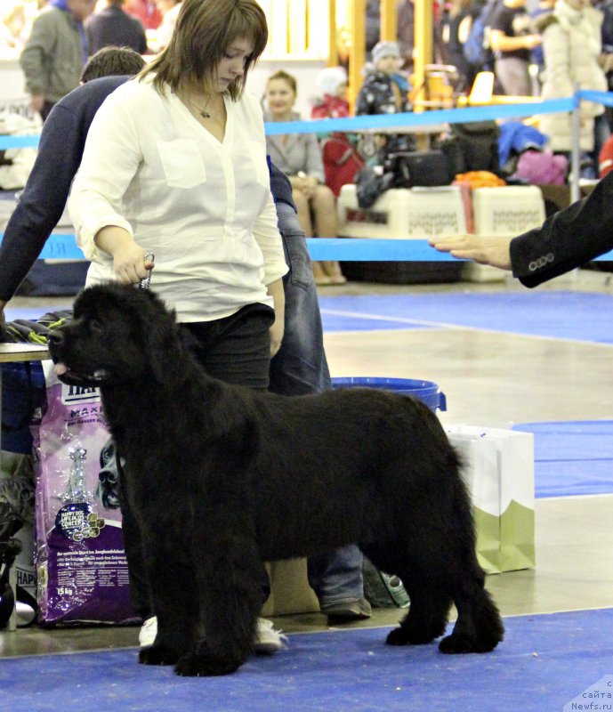 Фото: ньюфаундленд Very Fairweathers Zhade