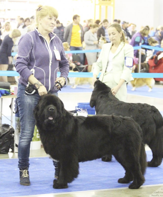 Фото: ньюфаундленд Cristalmar Cadeaux de Noel