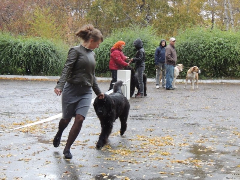 Фото: ньюфаундленд Bi Perfekt Arabella (Би Перфект Арабелла), Irina Pavlova (Ирина Павлова)