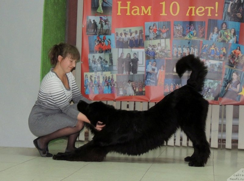 Фото: ньюфаундленд Bi Perfekt Arabella (Би Перфект Арабелла), Irina Pavlova (Ирина Павлова)