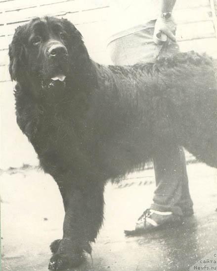 Фото: ньюфаундленд Patrik Pilat (Патрик Пилат)