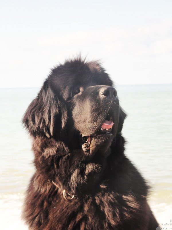 Фото: ньюфаундленд Beguschaya po Volnam Vsya Takaya Rastakaya (Бегущая по Волнам Вся Такая Растакая)