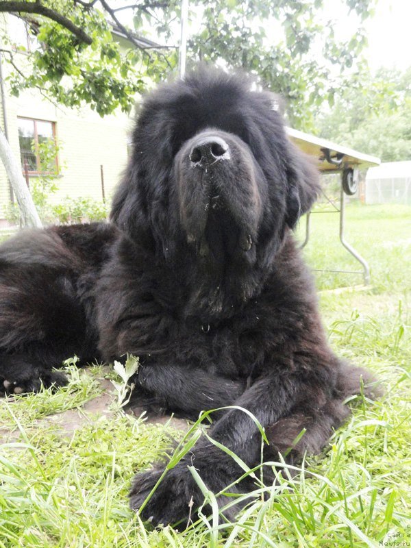 Фото: ньюфаундленд Begushaya po Volnam Vam I Ne Snilos (Бегущая по Волнам Вам и не Снилось)