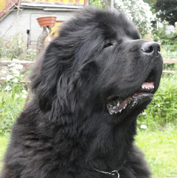 Фото: ньюфаундленд Begushaya po Volnam Vam I Ne Snilos (Бегущая по Волнам Вам и не Снилось)