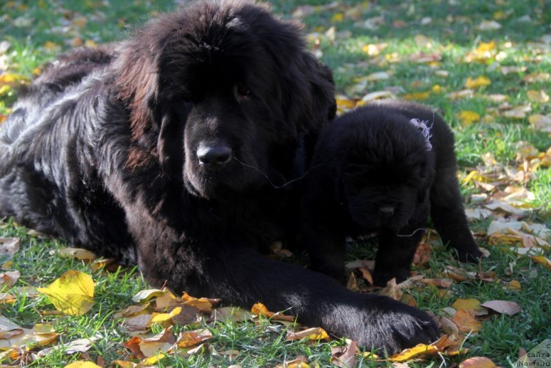 Фото: ньюфаундленд Allegro Con Brio Dinastiya Soverchenstva (Аллегро Кон Брио Династия Совершенства)