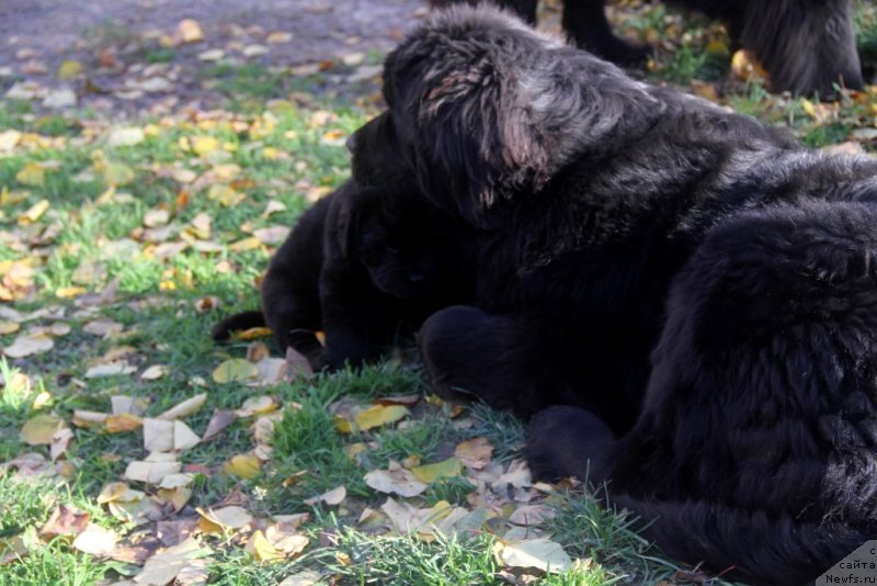 Фото: ньюфаундленд Allegro Con Brio Dinastiya Soverchenstva (Аллегро Кон Брио Династия Совершенства)