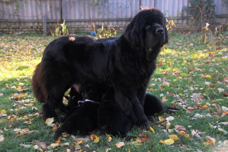 Фото: ньюфаундленд Beguschaya po Volnam Hasta la Vista (Бегущая по Волнам Хаста ла Виста)
