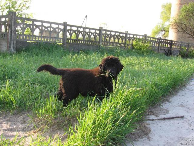 Фото: ньюфаундленд Laert Big Friend (Лаэрт Биг Френд)