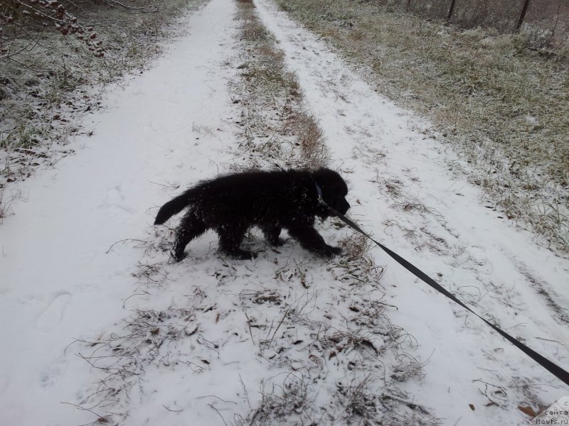 Фото: ньюфаундленд Super Premium N'yu-York (Супер Премиум Нью-Йорк)