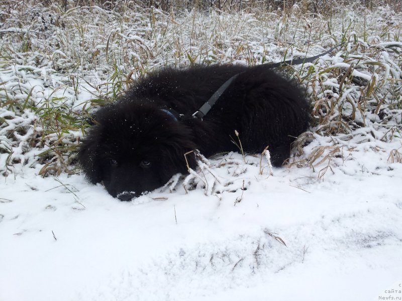 Фото: ньюфаундленд Super Premium N'yu-York (Супер Премиум Нью-Йорк)