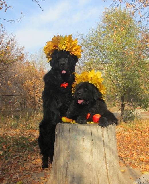 Фотография № 137263