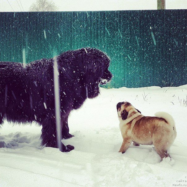 Фото: ньюфаундленд Ih Vyisochestvo Vladlena Madjiks (Их Высочество Владлена Маджикс)