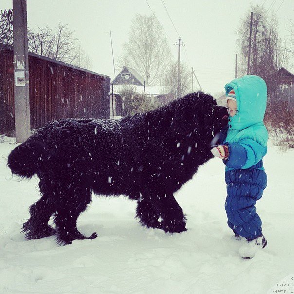 Фото: ньюфаундленд Ih Vyisochestvo Vladlena Madjiks (Их Высочество Владлена Маджикс)