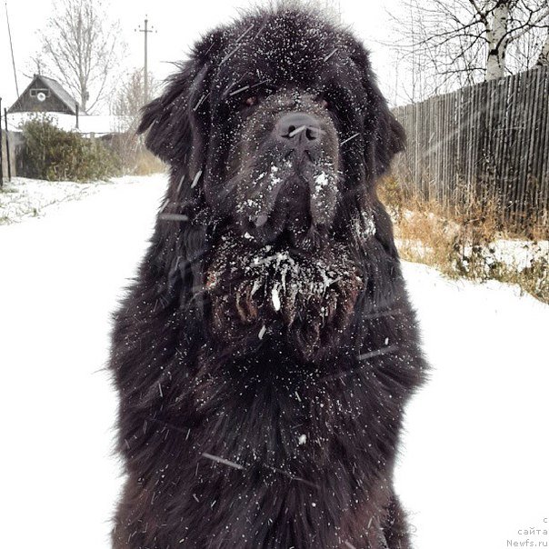 Фото: ньюфаундленд Ih Vyisochestvo Vladlena Madjiks (Их Высочество Владлена Маджикс)