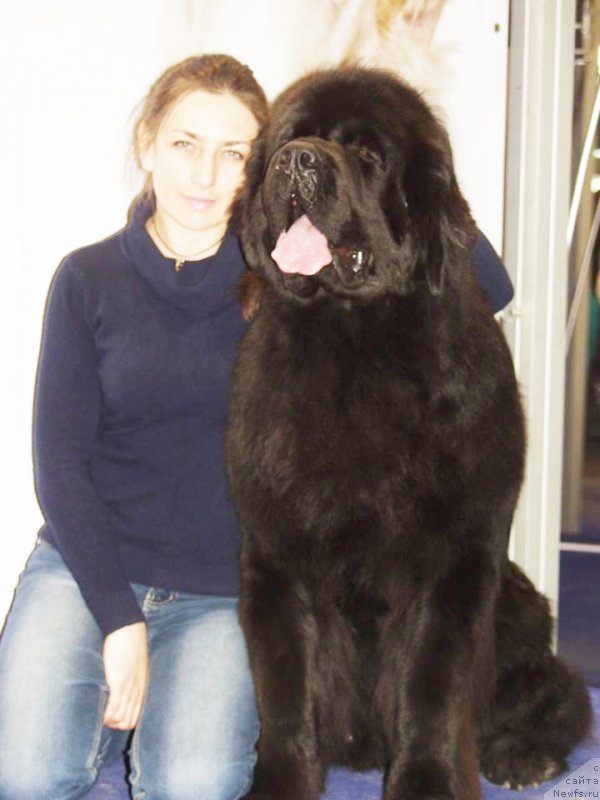 Фото: ньюфаундленд Rain Coast How can I Fall, Natal'ya Dubovskaya (Наталья Дубовская)