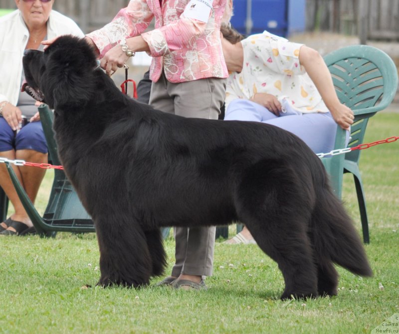 Фото: ньюфаундленд Beguschaya po Volnam Dancing Queen (Бегущая по Волнам Дансинг Квин)