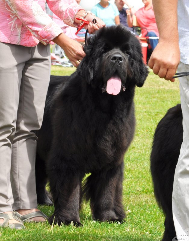 Фото: ньюфаундленд Beguschaya po Volnam Dancing Queen (Бегущая по Волнам Дансинг Квин)