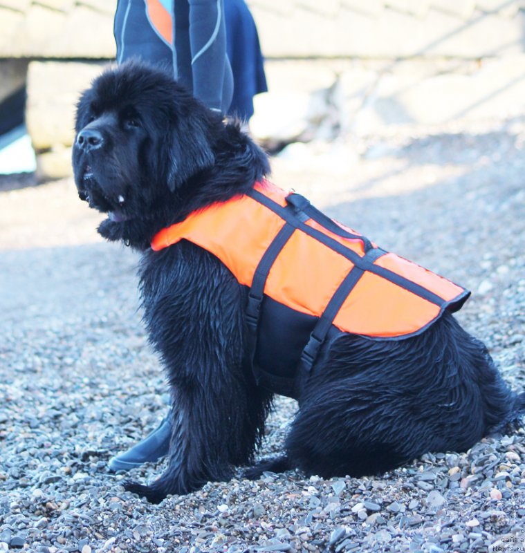 Фото: ньюфаундленд Beguschaya po Volnam Dancing Queen (Бегущая по Волнам Дансинг Квин)