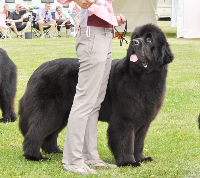 Фото: ньюфаундленд Beguschaya po Volnam Dancing Queen (Бегущая по Волнам Дансинг Квин)