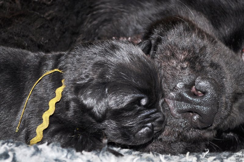 Фото: ньюфаундленд Beguschaya po Volnam Dancing Queen (Бегущая по Волнам Дансинг Квин)