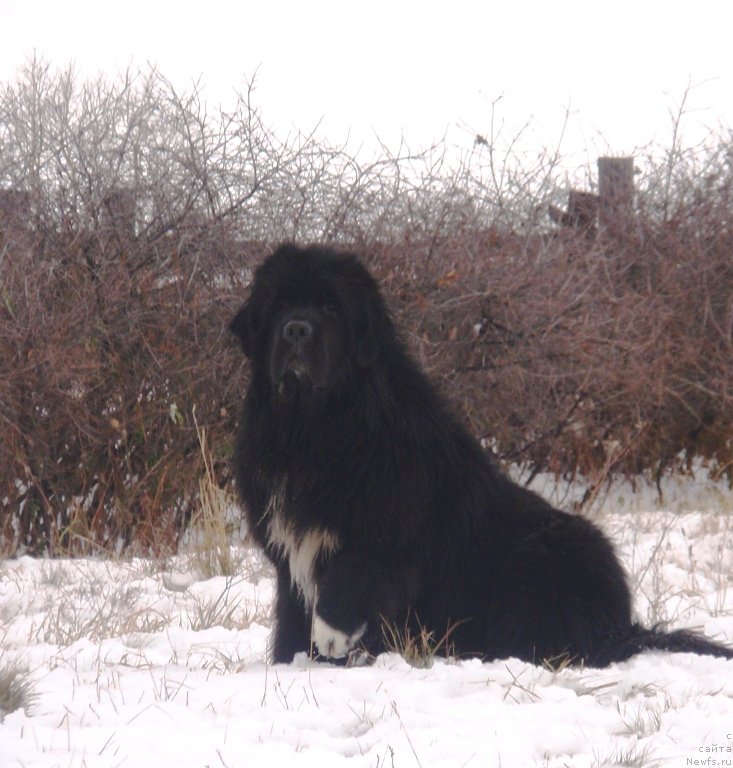 Фотография № 137274