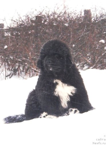 Фотография № 137275