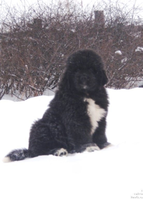 Фотография № 137276