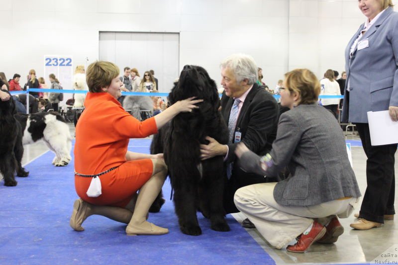 Фото: ньюфаундленд Aquatoriya Kelvin Fifa (Акватория Келвин Фифа), Tat'yana Abutova (Татьяна Абутова)