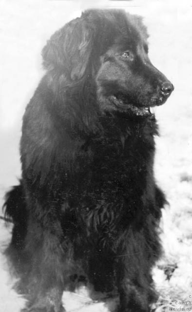 Фото: ньюфаундленд Eva Hyeb (Ева Хэб)