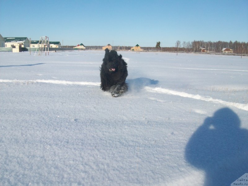 Фото: ньюфаундленд Yarada iz Sibirskoy Glubinki (Ярада из Сибирской Глубинки)