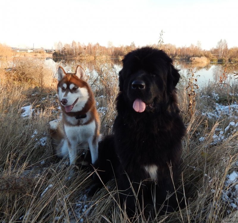 Фото: ньюфаундленд Krasavica Kori Drosser (Красавица Кори Дроссер)