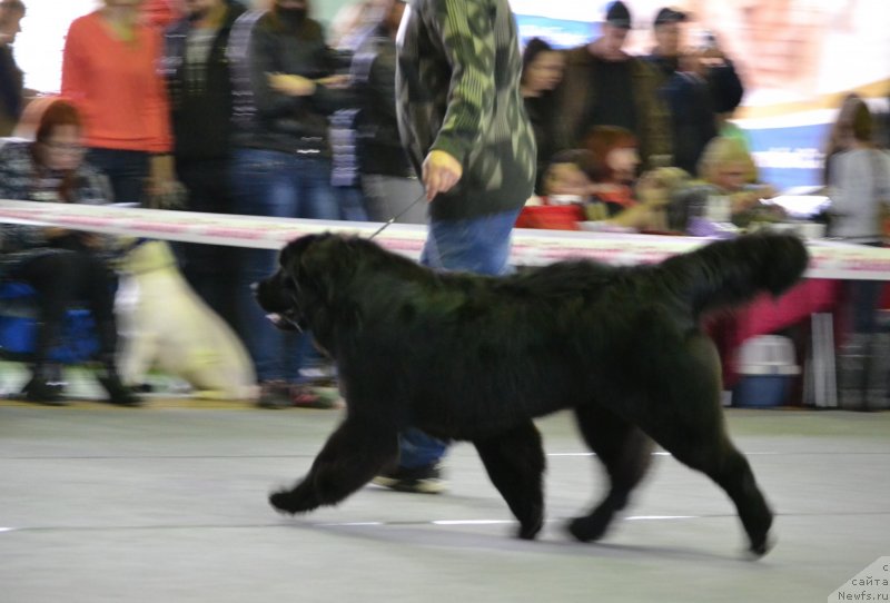 Фото: ньюфаундленд Aquatoriya Kelvin Sharliz (Акватория Келвин Шарлиз)