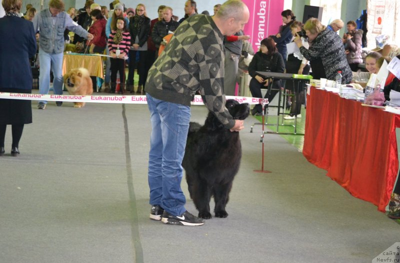 Фото: ньюфаундленд Aquatoriya Kelvin Sharliz (Акватория Келвин Шарлиз)