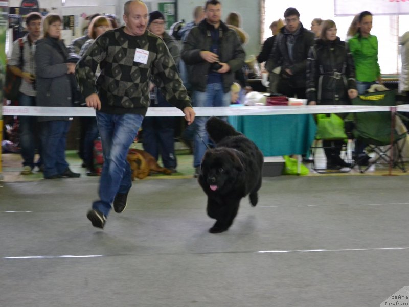 Фото: ньюфаундленд Aquatoriya Kelvin Sharliz (Акватория Келвин Шарлиз)