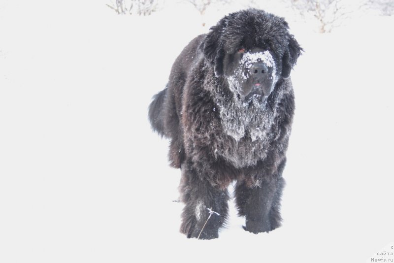 Фото: ньюфаундленд YAntarnaya Mechta (Янтарная Мечта)