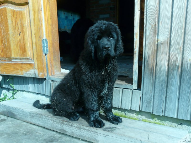 Фото: ньюфаундленд Urman iz Plemeni Kedra (Урман из Племени Кедра)