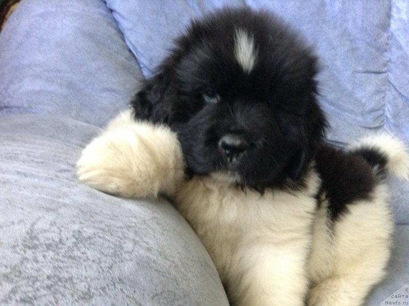 Фото: ньюфаундленд Akvian Song Kroun Royal (Аквиан Сонг Кроун Роял)