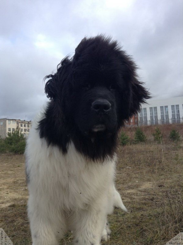 Фото: ньюфаундленд Akvian Song Kroun Royal (Аквиан Сонг Кроун Роял)