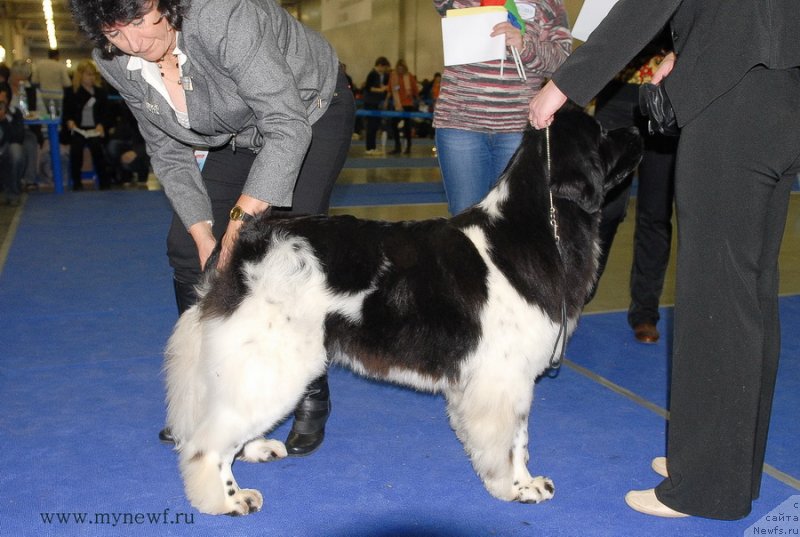 Фото: ньюфаундленд Iskushenie Moey Dushi (Искушение Моей Души)