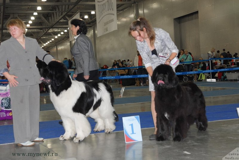 Фото: ньюфаундленд Super Premium Zhodo Ferolli (Супер Премиум Жодо Феролли), ньюфаундленд Sent Djons Rose for Me (Сент Джонс Роуз фо Ми)