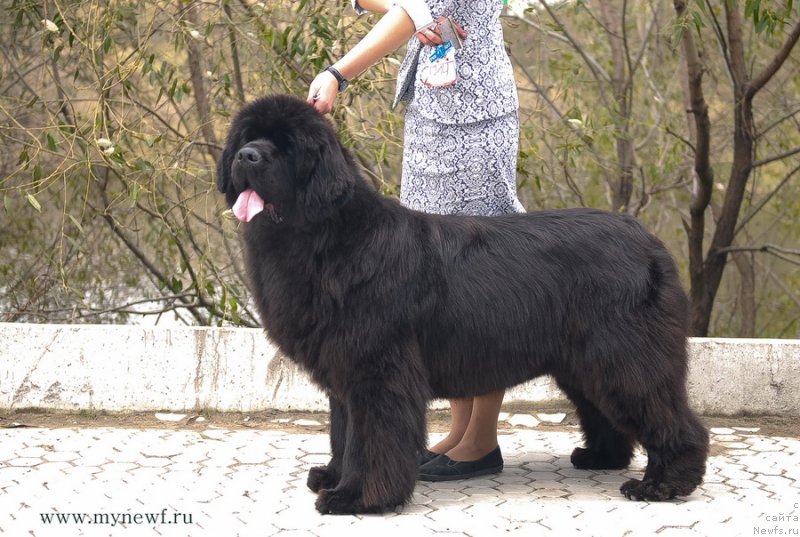 Фотография № 137396