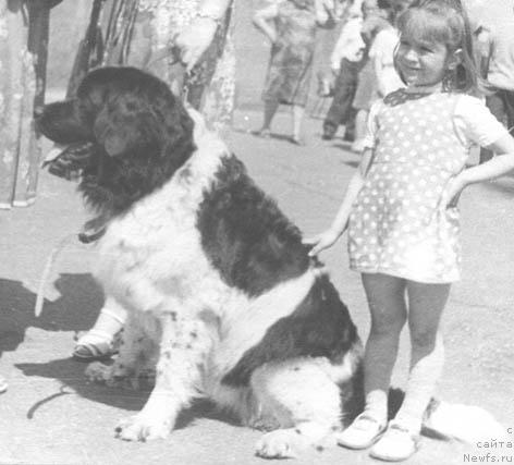 Фото: ньюфаундленд Blanka (Бланка)